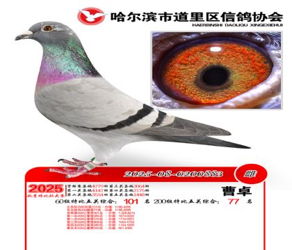 道里五关鸽王60组101名(200组77名)