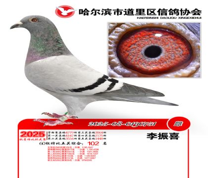 道里五关鸽王60组102名