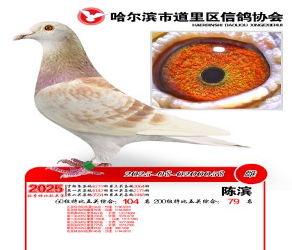 道里五关鸽王60组104名(200组79名)
