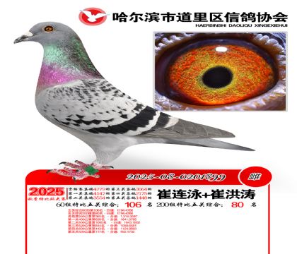 道里五关鸽王60组106名(200组80名)