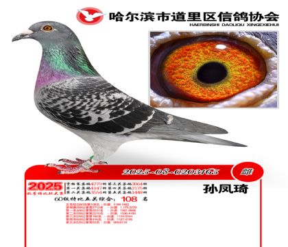 道里五关鸽王60组108名
