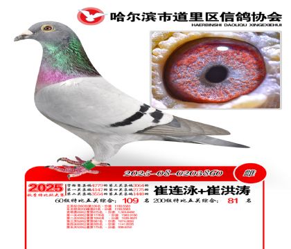道里五关鸽王60组109名(200组81名)