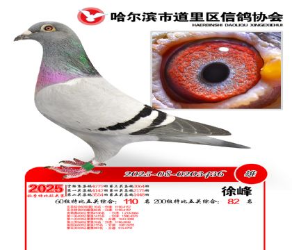 道里五关鸽王60组110名(200组82名)