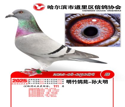 道里五关鸽王60组111名