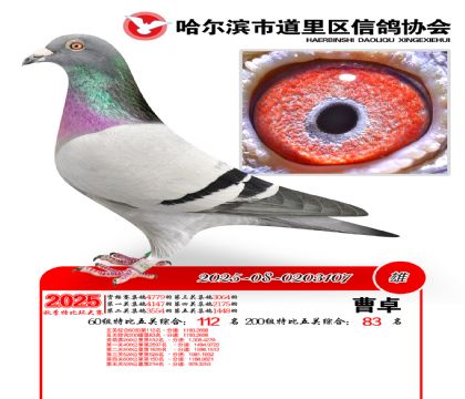 道里五关鸽王60组112名(200组83名)