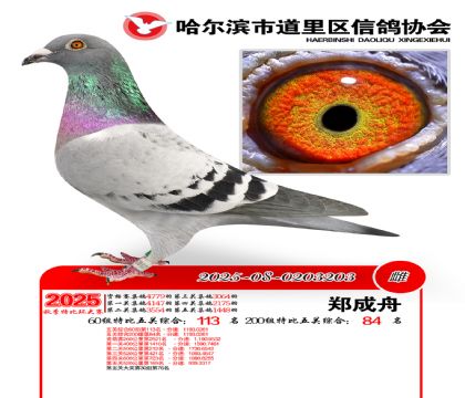 道里五关鸽王60组113名(200组84名)