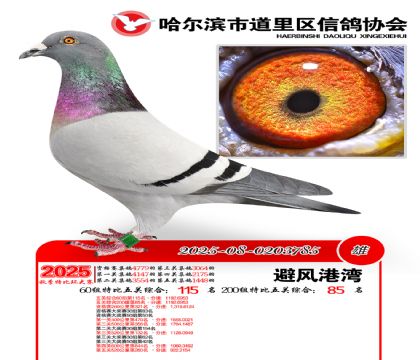 道里五关鸽王60组115名(200组85名)