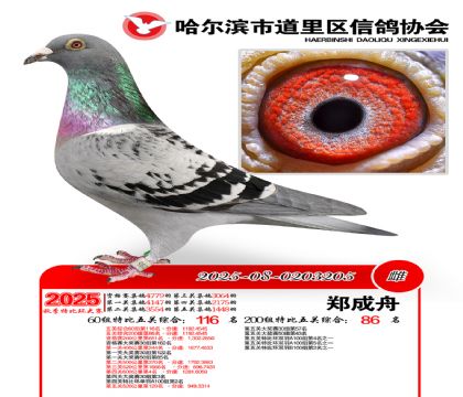 道里五关鸽王60组116名(200组86名)