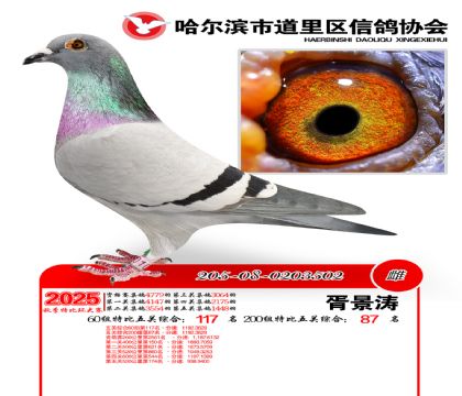 道里五关鸽王60组117名(200组87名)