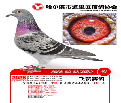 道里五关鸽王60组118名(200组88名)