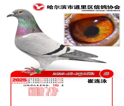 道里五关鸽王60组119名