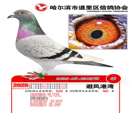 道里五关鸽王60组120名(200组90名)