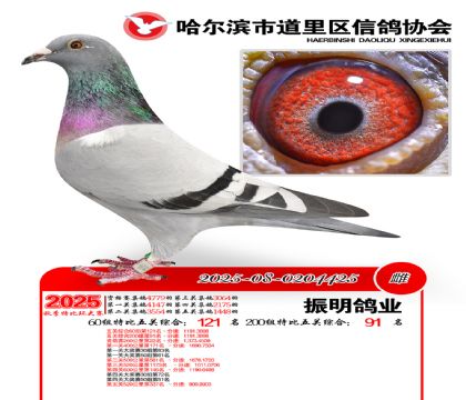 道里五关鸽王60组121名(200组91名)