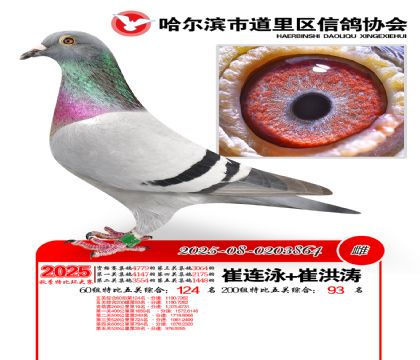 道里五关鸽王60组124名(200组93名)