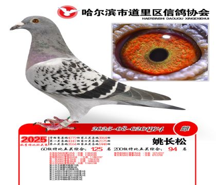 道里五关鸽王60组125名(200组94名)