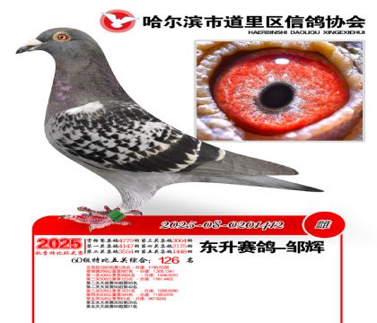 道里五关鸽王60组126名