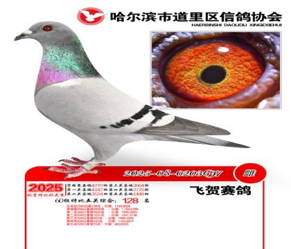 道里五关鸽王60组128名