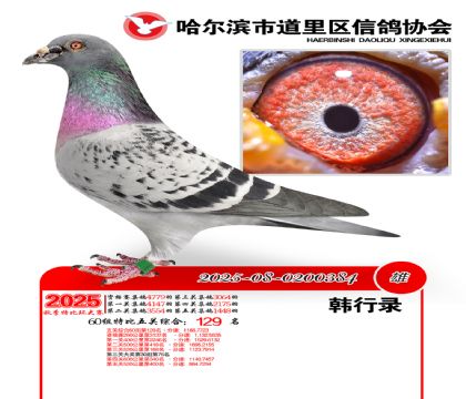 道里五关鸽王60组129名