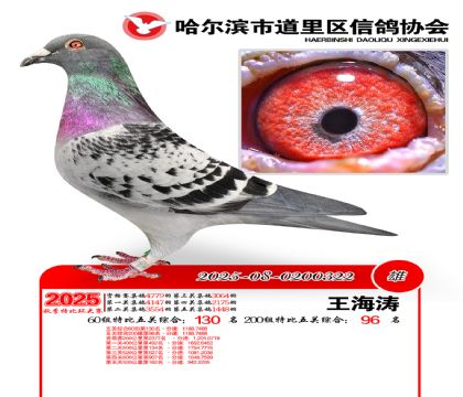 道里五关鸽王60组130名(200组96名)