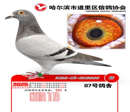道里五关鸽王60组131名
