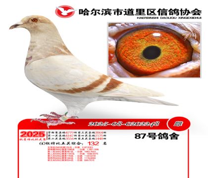 道里五关鸽王60组132名