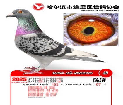 道里五关鸽王60组133名(200组97名)