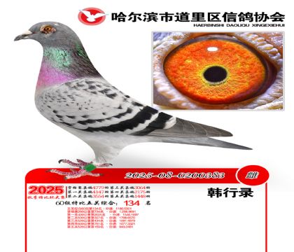 道里五关鸽王60组134名