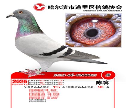 道里五关鸽王60组135名(200组98名)