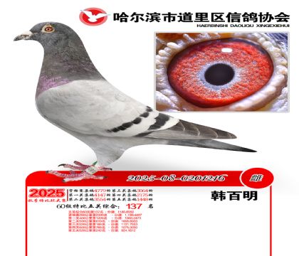 道里五关鸽王60组137名
