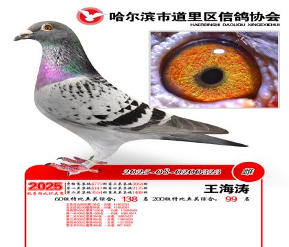 道里五关鸽王60组138名(200组99名)