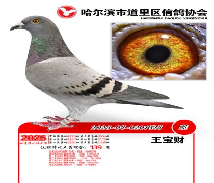 道里五关鸽王60组139名
