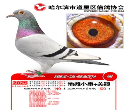 道里五关鸽王60组140名(200组100名)