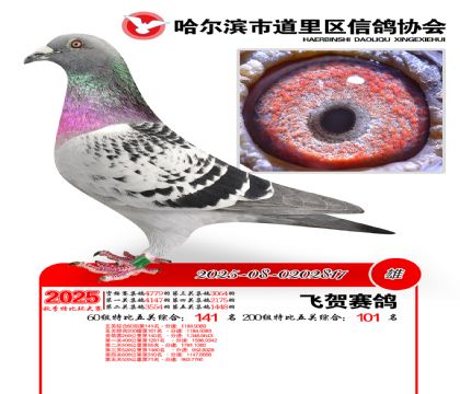 道里五关鸽王60组141名(200组101名)