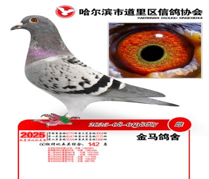道里五关鸽王60组142名