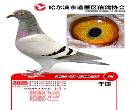 道里五关鸽王60组143名