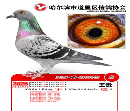 道里五关鸽王60组144名(200组102名)