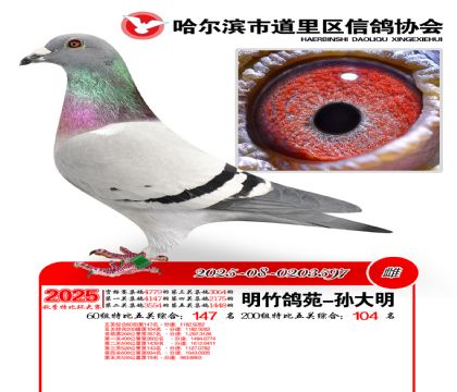 道里五关鸽王60组147名(200组104名)