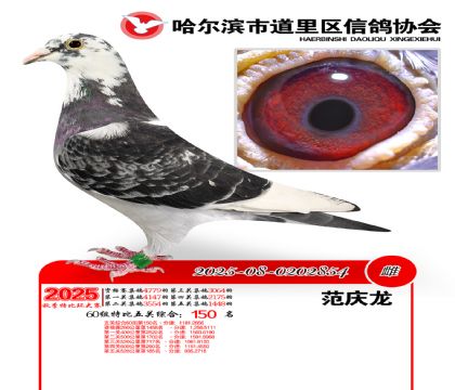 道里五关鸽王60组150名