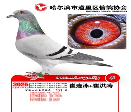 道里五关鸽王60组151名