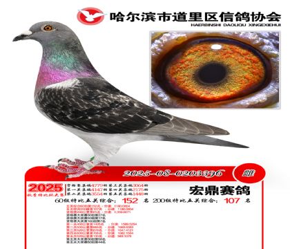 道里五关鸽王60组152名(200组107名)