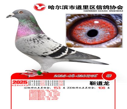 道里五关鸽王60组153名(200组108名)