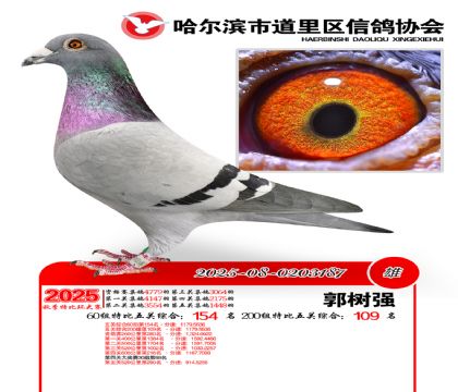 道里五关鸽王60组154名(200组109名)