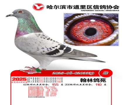 道里五关鸽王60组155名(200组110名)