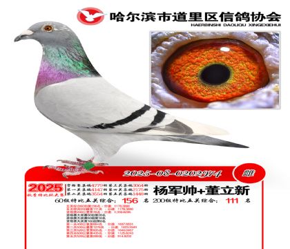 道里五关鸽王60组156名(200组111名)