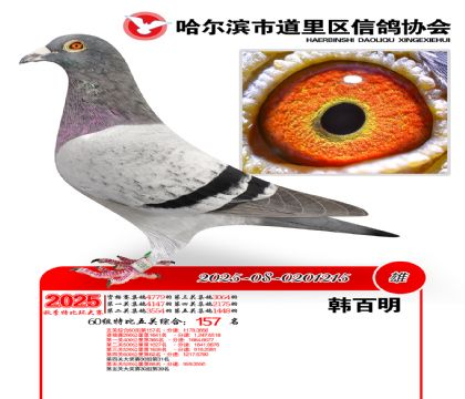 道里五关鸽王60组157名