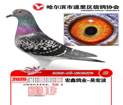 道里五关鸽王60组158名