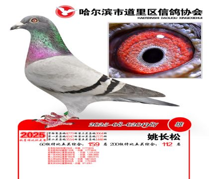 道里五关鸽王60组159名(200组112名)