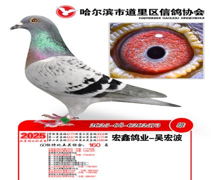 道里五关鸽王60组160名