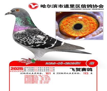 道里五关鸽王60组161名(200组113名)