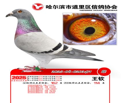 道里五关鸽王60组162名(200组114名)